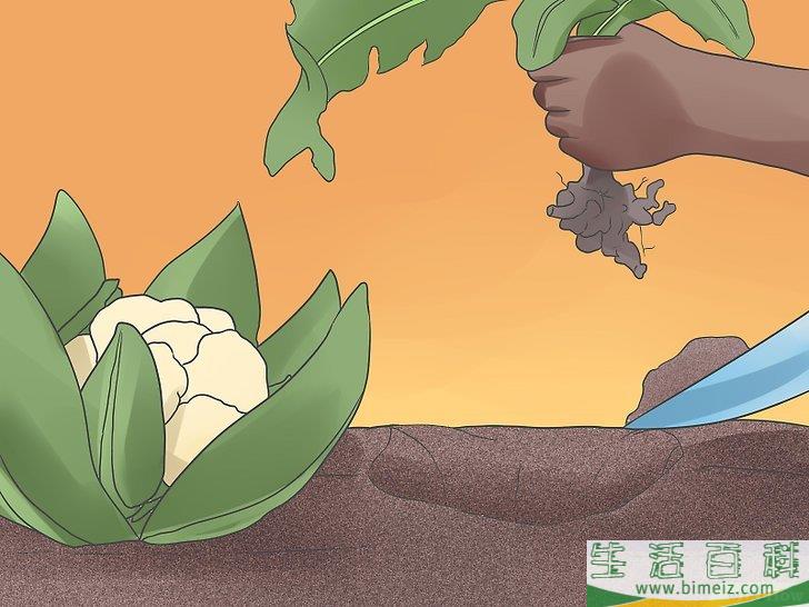 怎么种植花椰菜