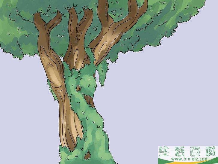 怎么移除常春藤植物