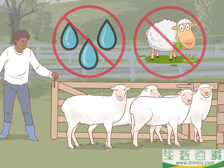 怎么修剪羊毛