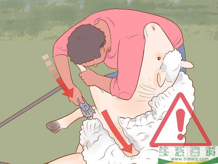 怎么修剪羊毛