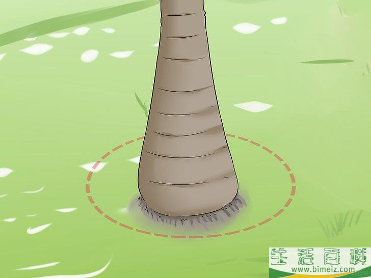 怎么移植棕榈树