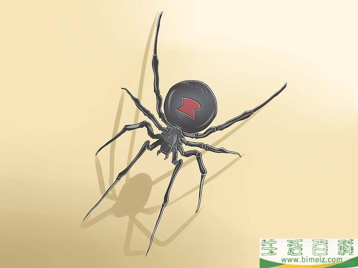 怎么驱除黑寡妇蜘蛛
