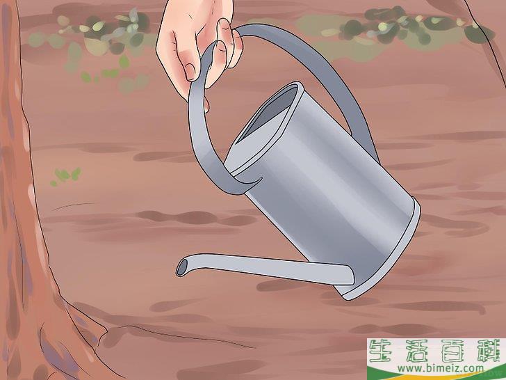 怎么移植棕榈树