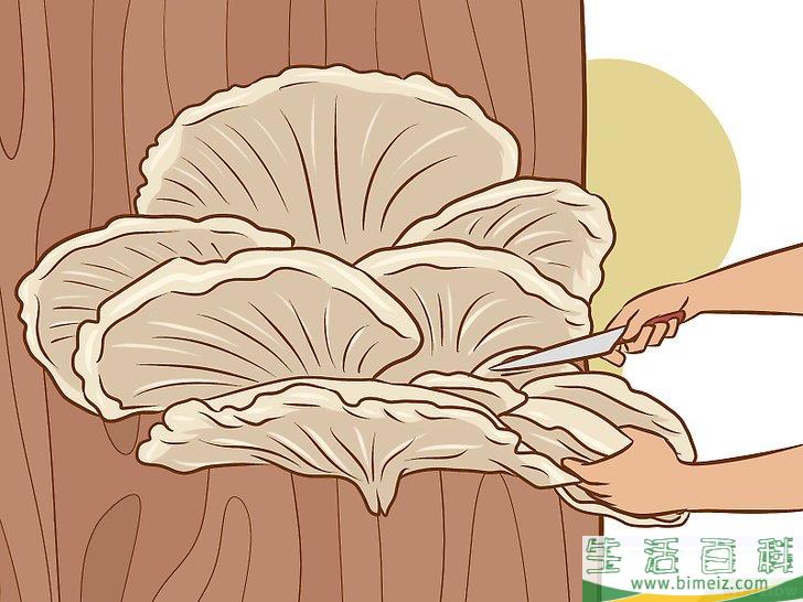 怎么种植食用菌