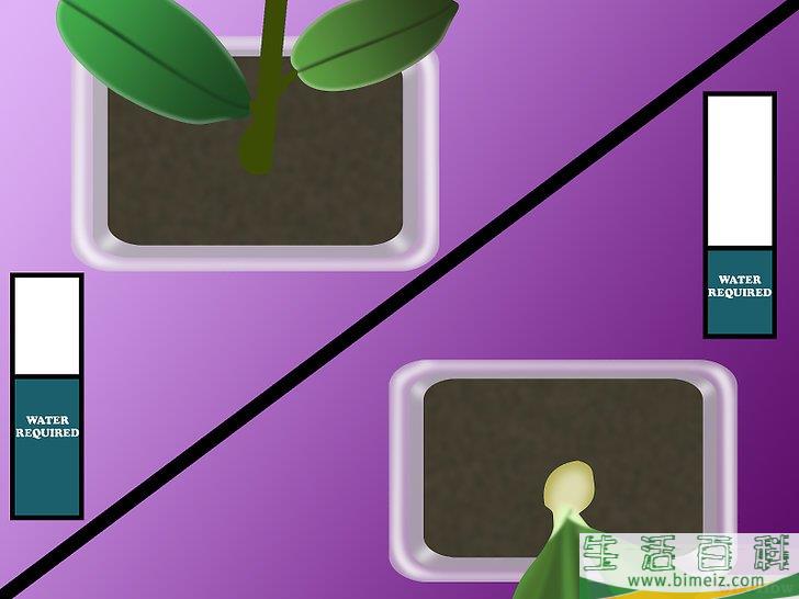 怎么种植兰花