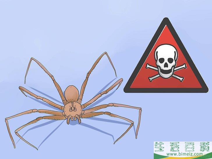怎么驱除黑寡妇蜘蛛