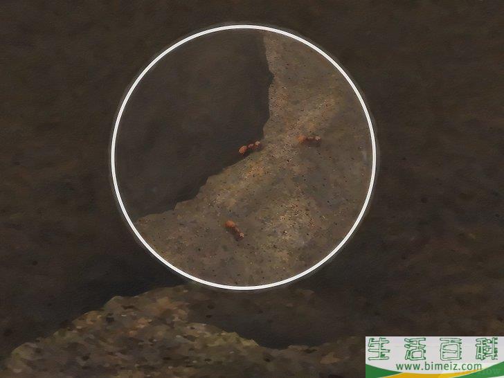 怎么不用杀虫剂消灭蚂蚁