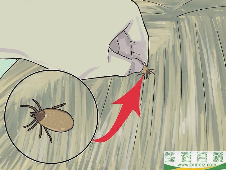 怎么用苹果醋对付跳蚤和蜱虫