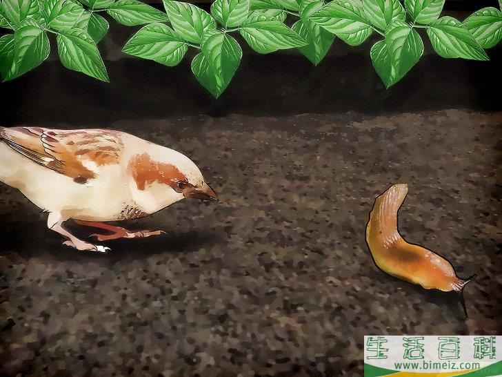 怎么清除蛞蝓（无壳蜗牛）