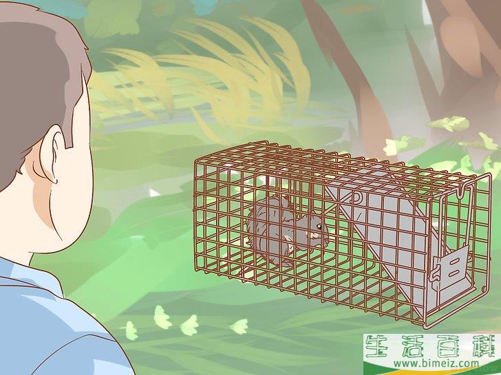 怎么驱除阁楼中的松鼠