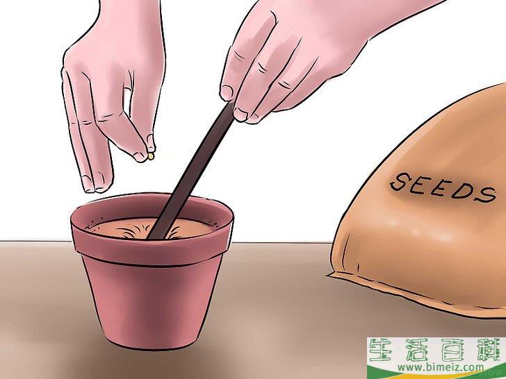 怎么种花生