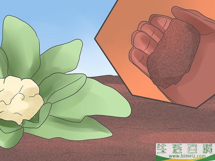 怎么种植花椰菜