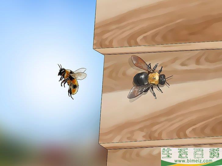 怎么摆脱蜜蜂