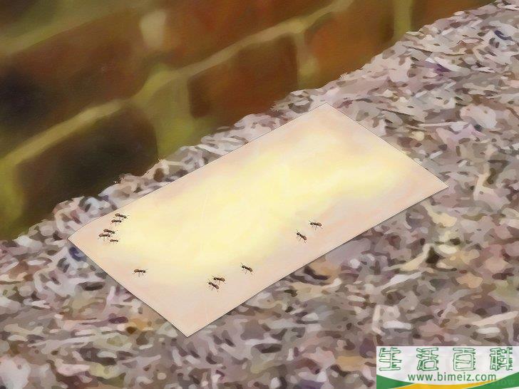 怎么不用杀虫剂消灭蚂蚁