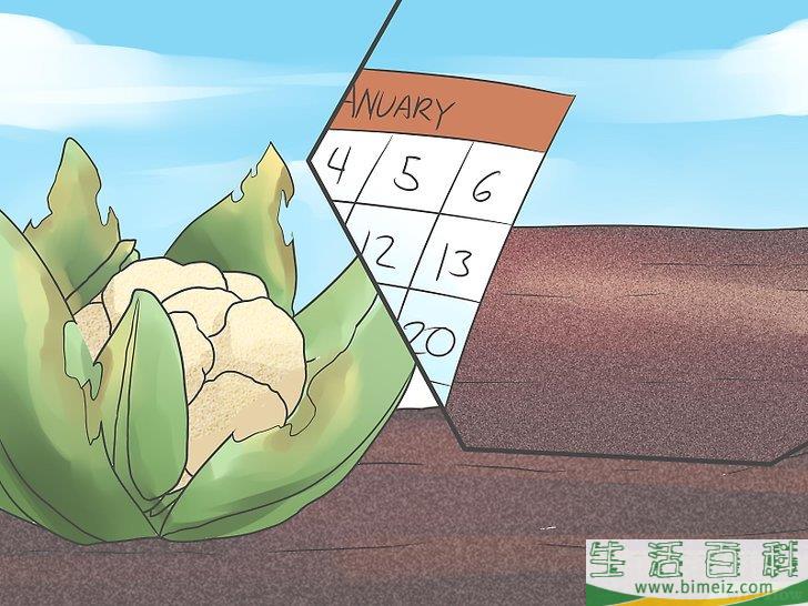怎么种植花椰菜