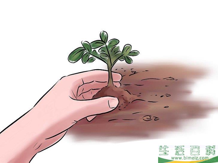 怎么种花生