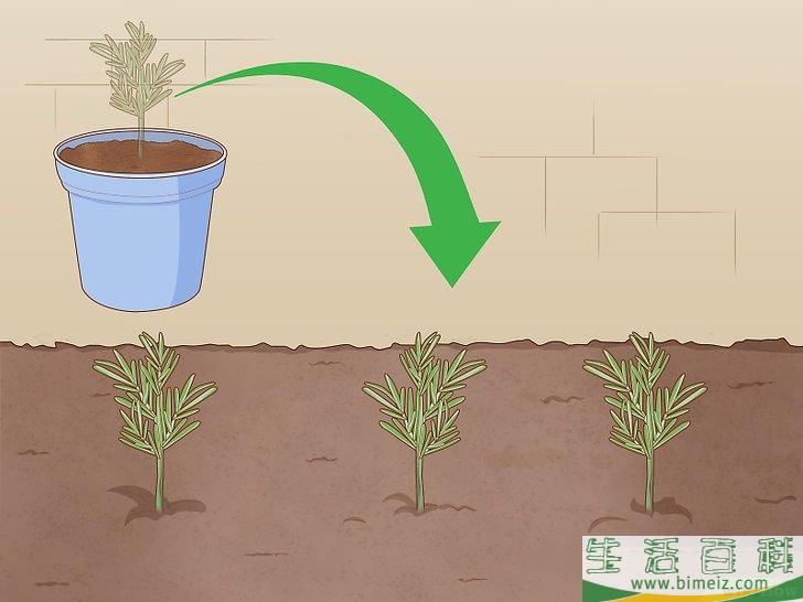 怎么种植迷迭香