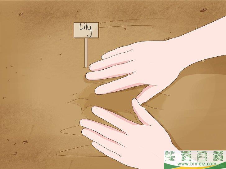 怎么分栽百合花