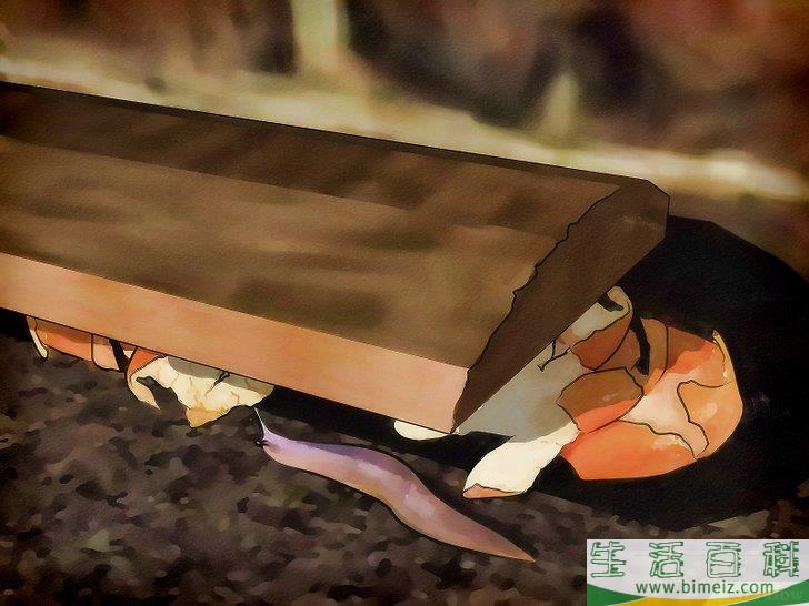 怎么清除蛞蝓（无壳蜗牛）