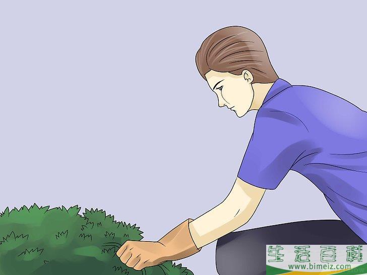 怎么移除常春藤植物