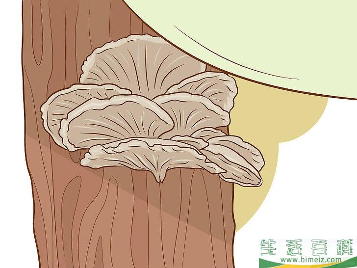 怎么种植食用菌