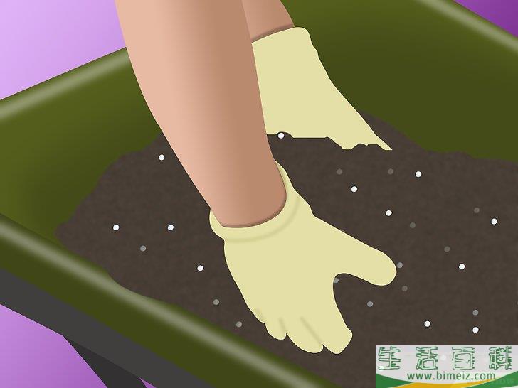 怎么种植兰花