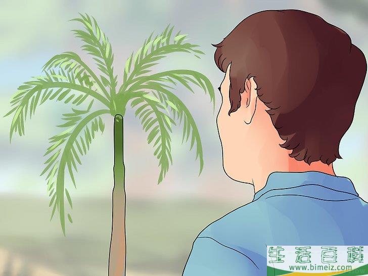 怎么移植棕榈树