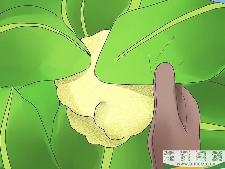 怎么种植花椰菜