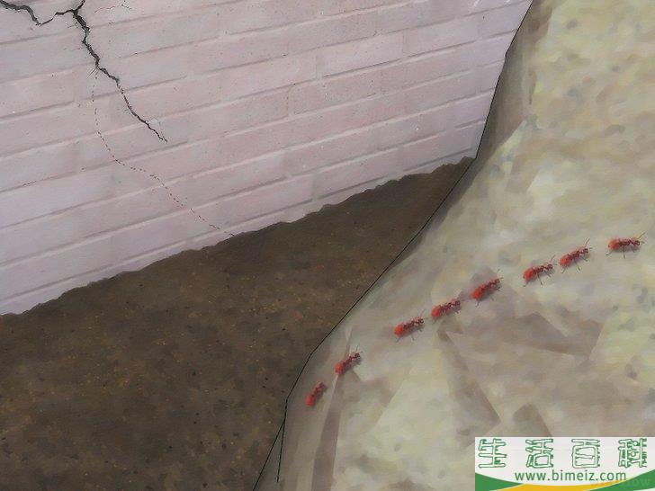 怎么不用杀虫剂消灭蚂蚁
