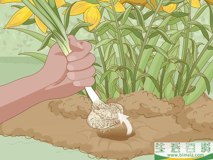 怎么分栽百合花