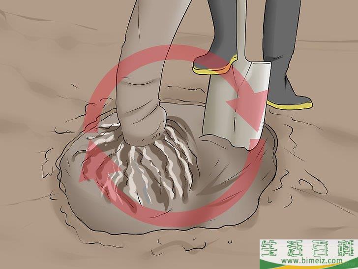 怎么移植棕榈树