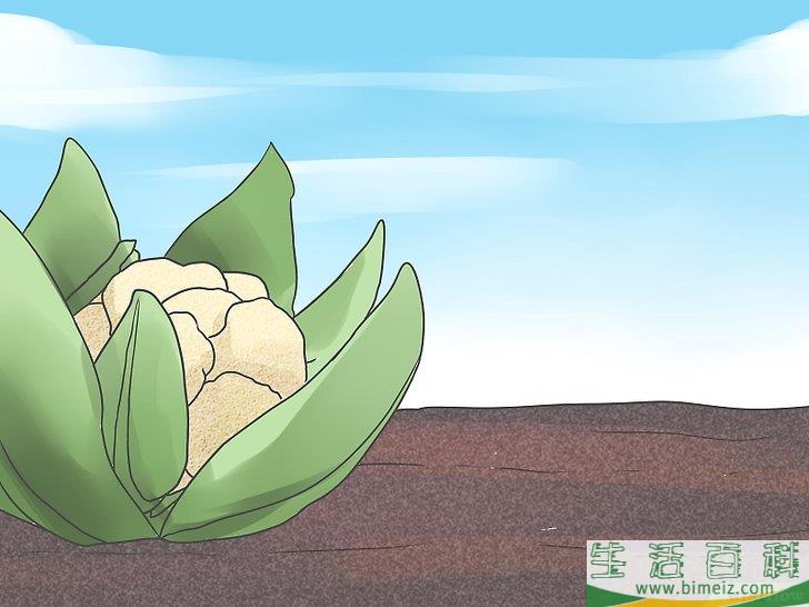 怎么种植花椰菜