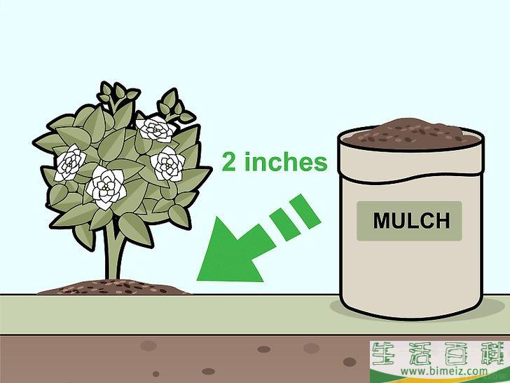 怎么照料栀子花