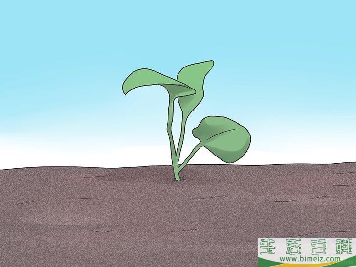 怎么种植花椰菜