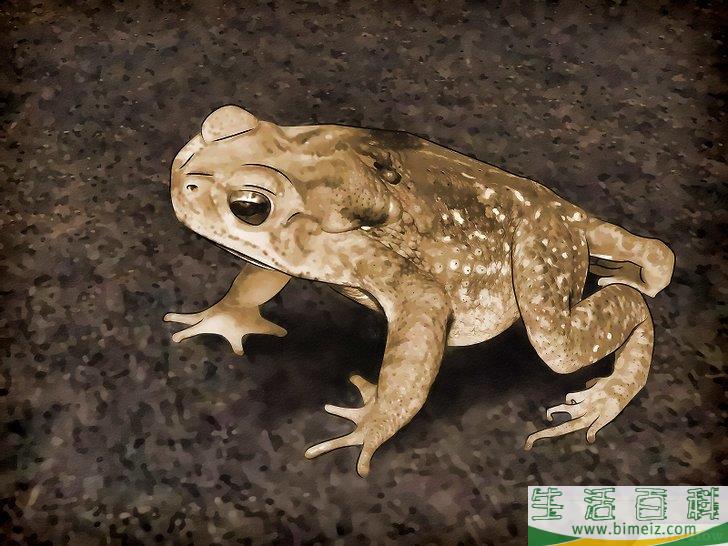 怎么清除蛞蝓（无壳蜗牛）