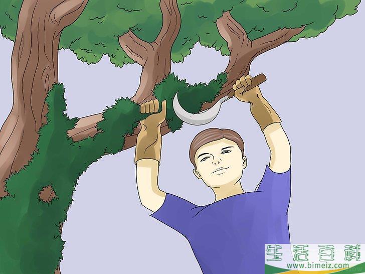 怎么移除常春藤植物