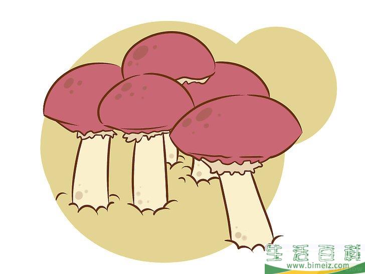 怎么种植食用菌