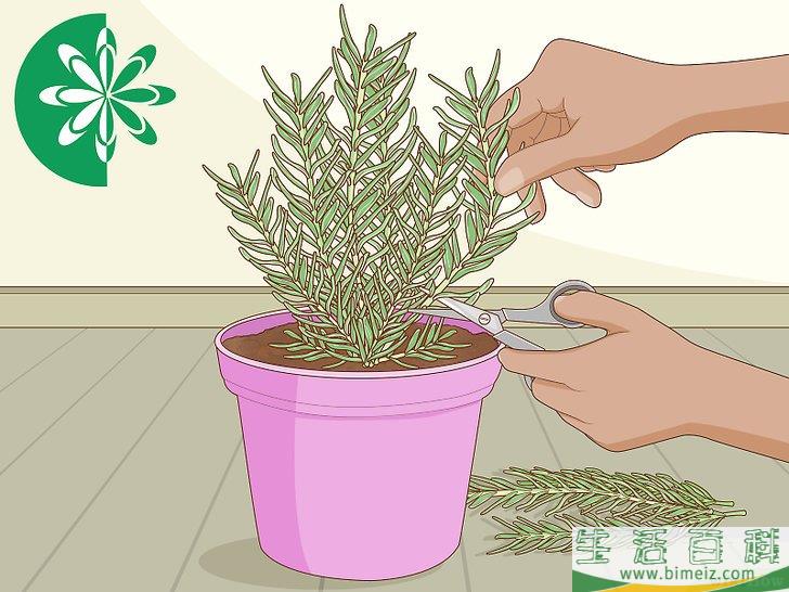 怎么种植迷迭香