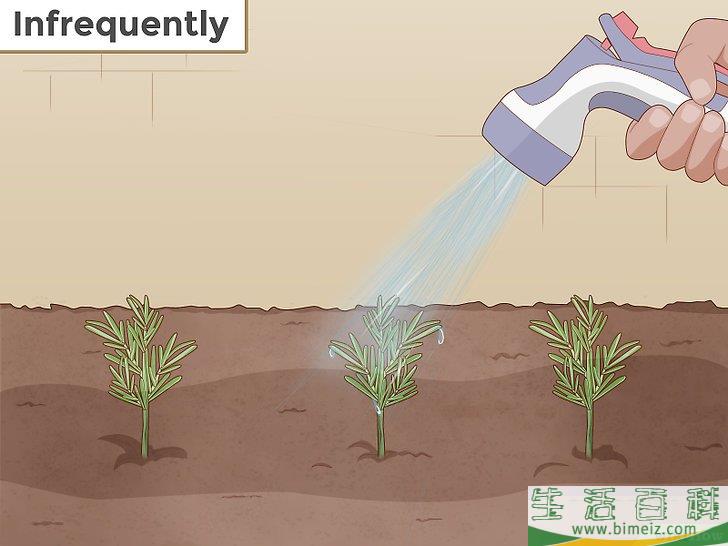 怎么种植迷迭香