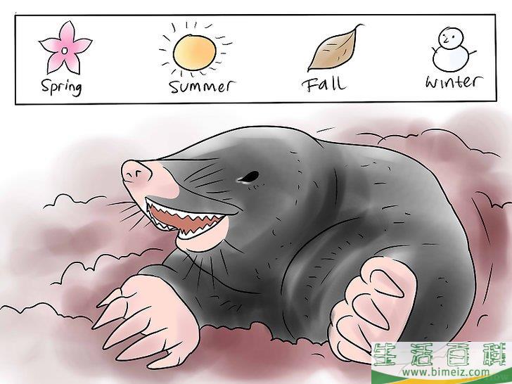 怎么杀死鼹鼠