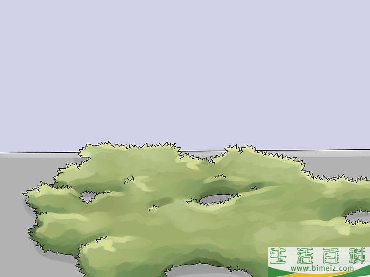 怎么移除常春藤植物