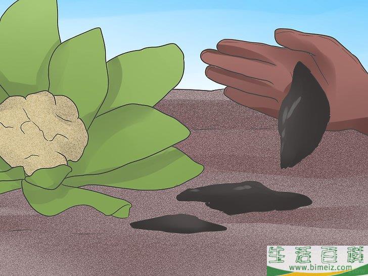 怎么种植花椰菜
