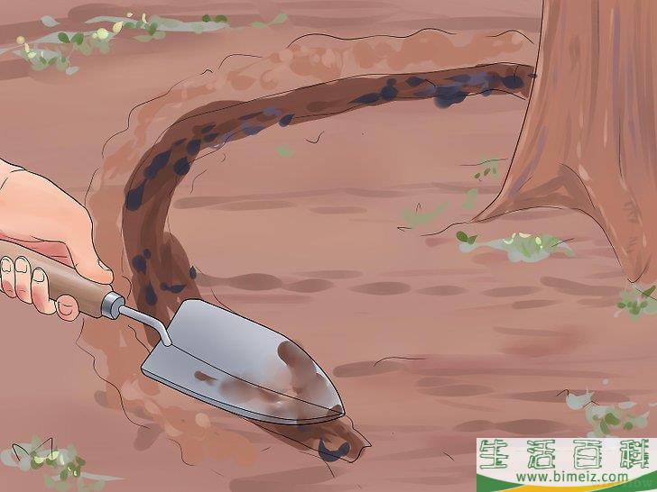 怎么移植棕榈树