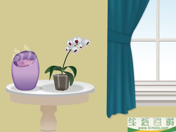 怎么种植兰花