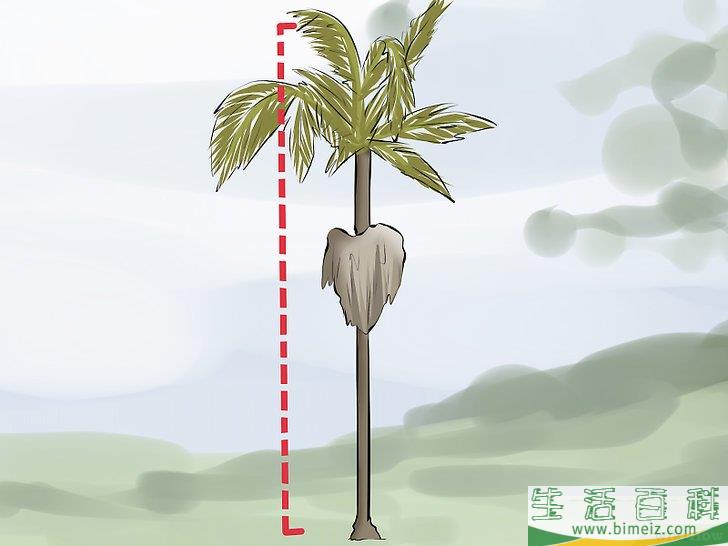 怎么移植棕榈树