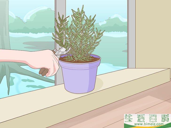怎么种植迷迭香