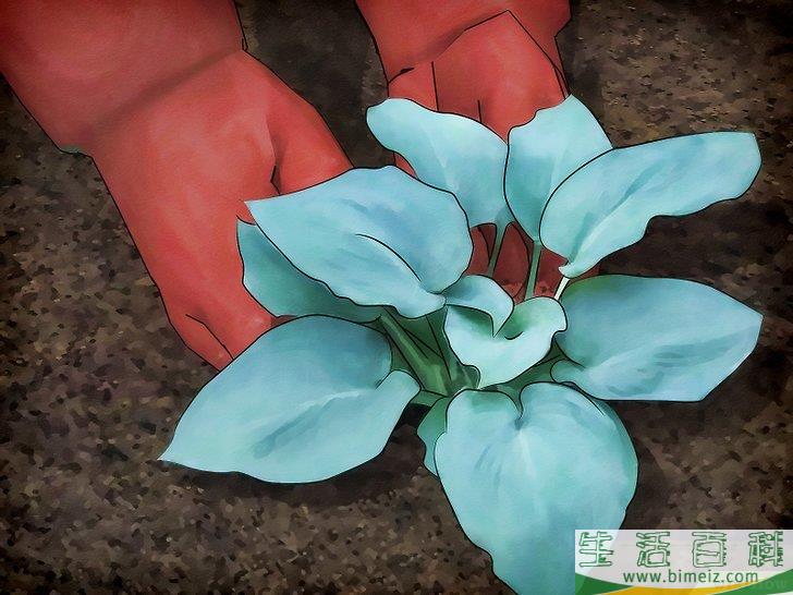 怎么清除蛞蝓（无壳蜗牛）