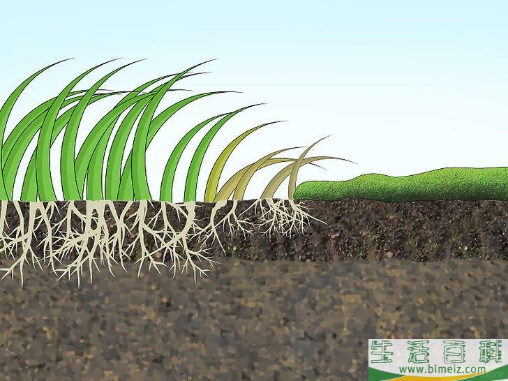 怎么给草坪除掉苔藓