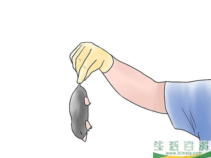 怎么杀死鼹鼠