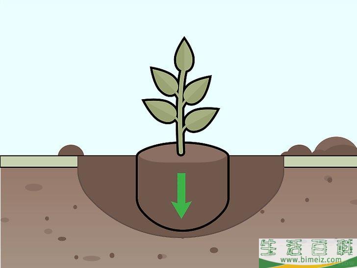 怎么照料栀子花